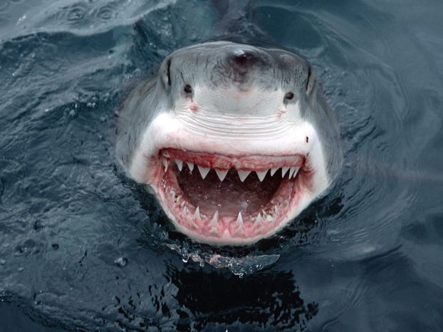 Опасные хищники: акулы (фото)
