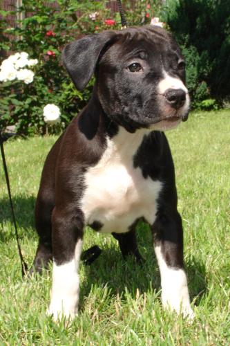 Американский Стаффордширский Терьер (American Staffordshire Terrier, Staffordshire Terrier)
